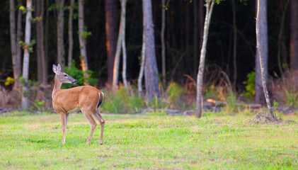 Whitetail deer looking back into a forest