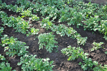 young green potato shoots grow in the garden beds