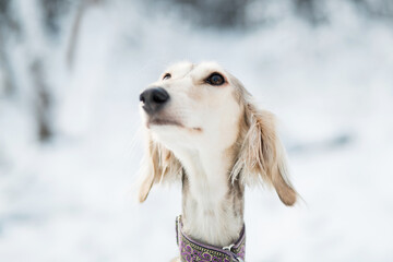 Saluki in winter forest close up portrait. 