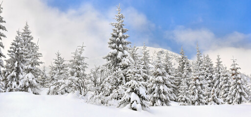 Winter landscape of mountains with of fir forest in snow after snowfall. Carpathian mountains