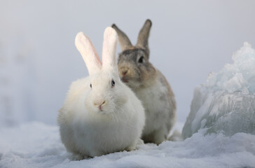 Obraz premium two white rabbits in the snow