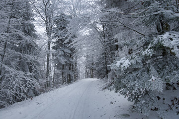 Winterwald in den Vogesen auf dem Champ du feu