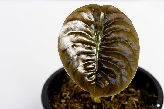 「Cuprea」の画像 135 件の Stock 写真、ベクターおよびビデオ Adobe Stock