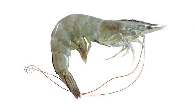 shrimp isolated on white