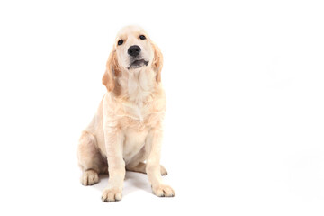 A cute funny puppy of Golden Retriever sits on an isolated white background and looks at the camera. High quality photo
