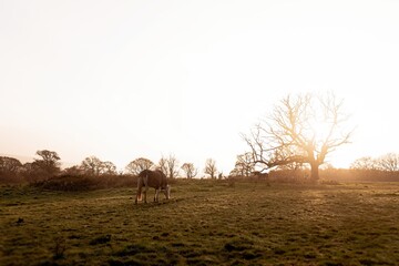 Fototapeta na wymiar Horse at sunset