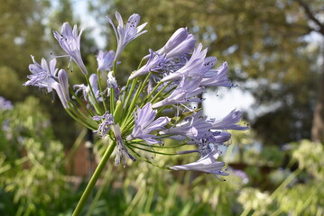 Preciosas flores moradas