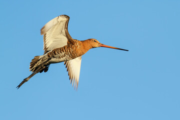 Black-tailed Godwit (Limosa Limosa) flying in the meadows near Rosmalen in the Netherlands