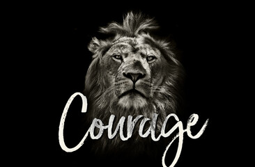 lion, animal, courage, drama, bravery, wild, roar, Aslan, wardrobe, witch, tiger, beast, beauty, black, king, jungle