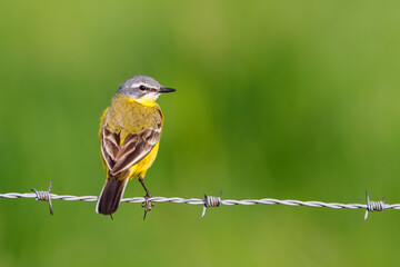 Western yellow wagtail (Motacilla flava) sitting in the meadows of Rosmalen in the Netherlands