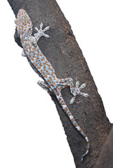 Close-up of a small lizard, Gecko, with blue skin and red dots, clinging on a tree isolated on a white background.