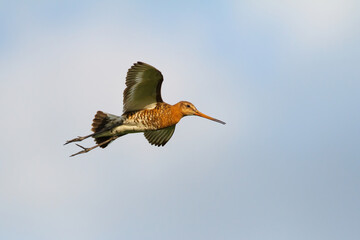 Black-tailed Godwit (Limosa Limosa) flying in the meadows near Rosmalen in the Netherlands