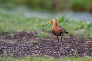 Black-tailed Godwit (Limosa Limosa) standing in the meadows near Rosmalen in the Netherlands