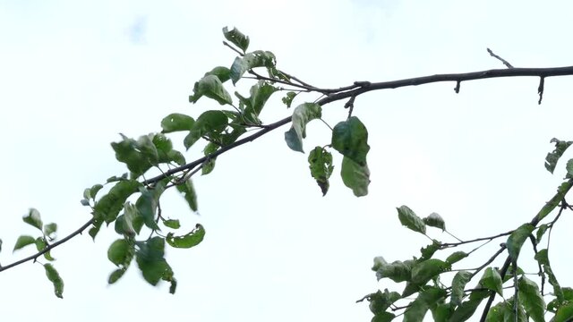 White turtle dove (Streptopelia roseogrisea) sitting on tree branch and flies away in 4K VIDEO. Light blue sky background behind the bird.