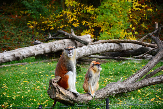 cute funny monkeys in the zoo