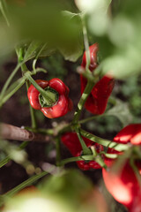 Vegetable Growing - Red Pepper