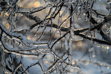 Natural background with ice crystals on plants after an icy rain.