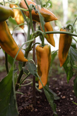 Vegetable Growing - Yellow Pepper