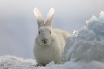 portrait of a white rabbit in winter