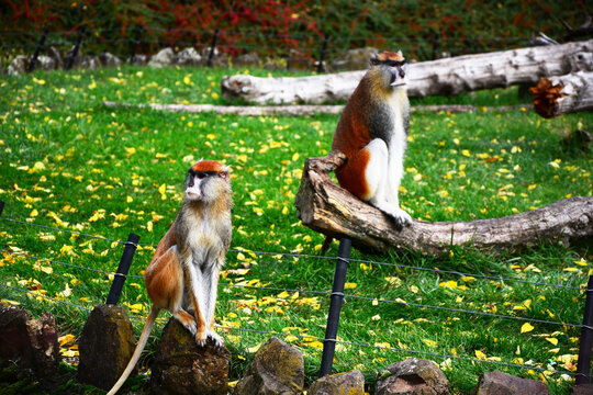 cute funny monkeys in the zoo