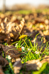 Autumn leaves in the forest