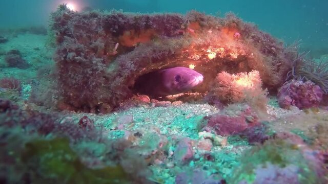 Serpiente submarina (Congrio) en mar abierto