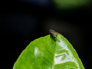 Fototapeta premium Mosca
