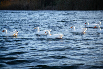 Geese swim in the water