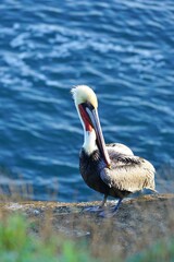 Wild pelican birds by the water in the La Jolla Cove near San Diego, California