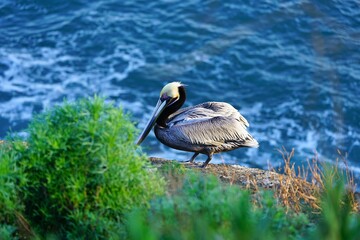 Wild pelican birds by the water in the La Jolla Cove near San Diego, California