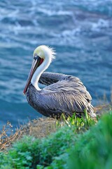 Wild pelican birds by the water in the La Jolla Cove near San Diego, California