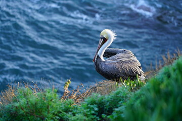 Wild pelican birds by the water in the La Jolla Cove near San Diego, California