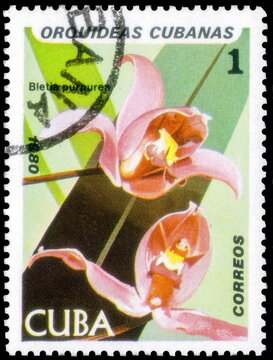Postage stamp issued in the Cuba with the image of the Bletia purpurea. From the series on Orchids,  1980