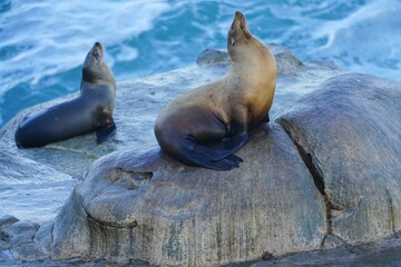 Wild seals on the rocks in La Jolla, California