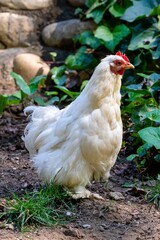 portrait of hen in the grass