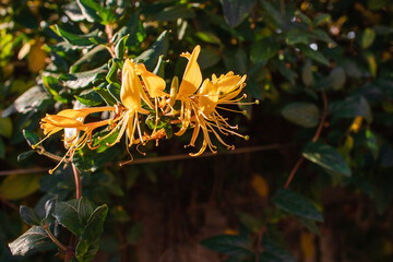 Bright beautiful yellow honeysuckle flowers in the garden on a sunny day on a blurred background.