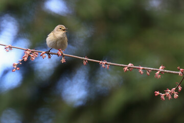 Common Chiffchaff