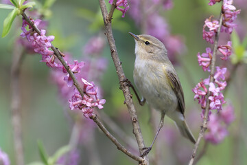 Common Chiffchaff