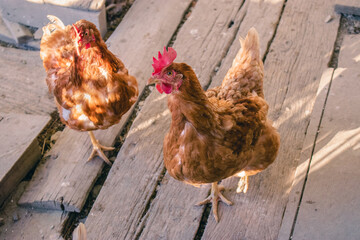Two red-brown domesticated hens on a sunny day. Free-range chicken.