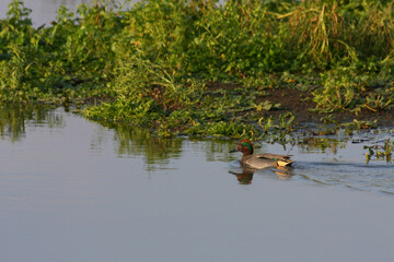 Common Teal (Anas crecca) swimming on a small lake