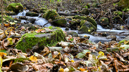Suggestivo ruscello che scorre nel bosco, in autunno, con foglie gialle ed arancioni per terra