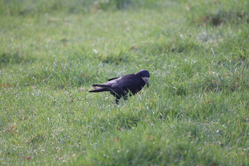 The crow on the green grass