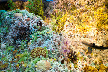  Jurassic era reef. Prehistoric aquatic reptiles and fishes swam the oceans in the time of the dinosaurs.