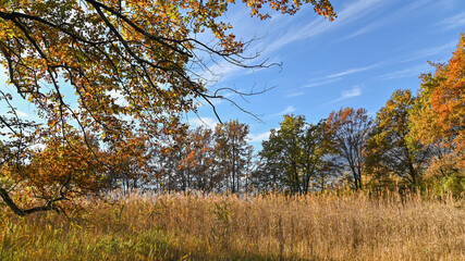 Paesaggio tipicamente autunnale delle campagne, con veduta di alberi rossi ed arancioni, molto bello.