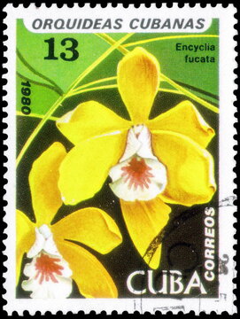Postage stamp issued in the Cuba with the image of the Encyclia fucata. From the series on Orchids,  1980