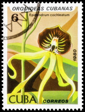 Postage stamp issued in the Cuba with the image of the Epidendrum cochleatum. From the series on Orchids,  1980