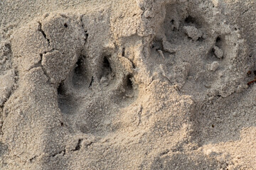 A footprint after a dog paw in the sand. Photo from Lomma Beach, Scania county, Sweden