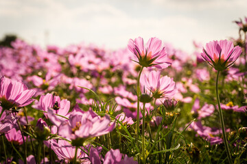 Pink cosmos flowers garden against warm sunlight with blue sky background