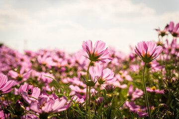 Pink cosmos flowers garden against warm sunlight with blue sky background