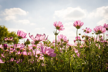 Obraz premium Pink cosmos flowers garden against warm sunlight with blue sky background